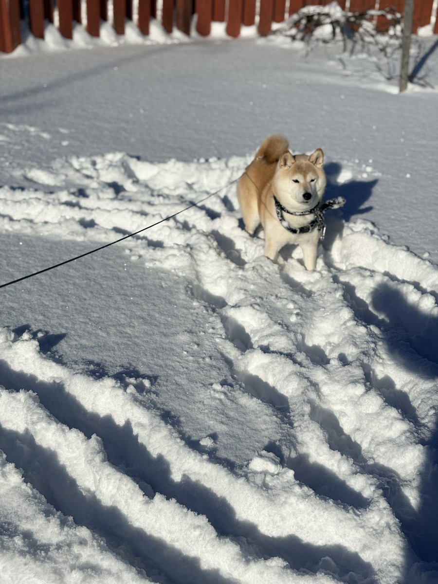 雪がたくさん積もって楽しいらしい
ずっと外にいたがる❄️🐕
人間はずっと外にいられませんよ🥶
#柴犬のエブリデイ