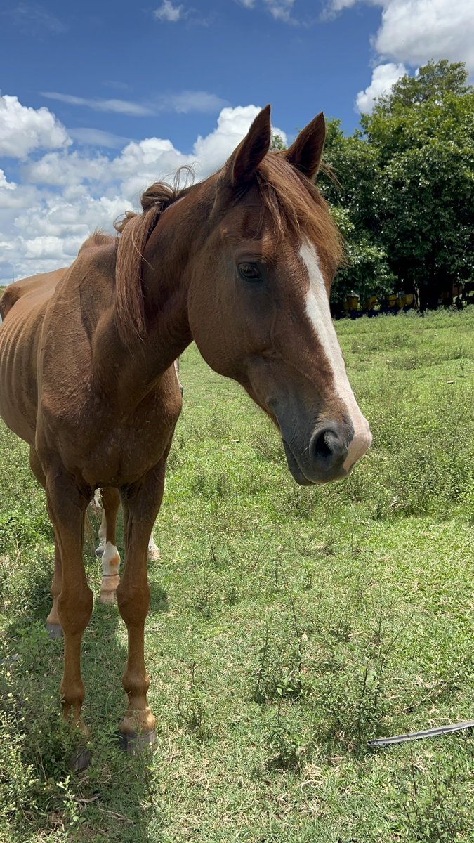 caju com queijo tweet media