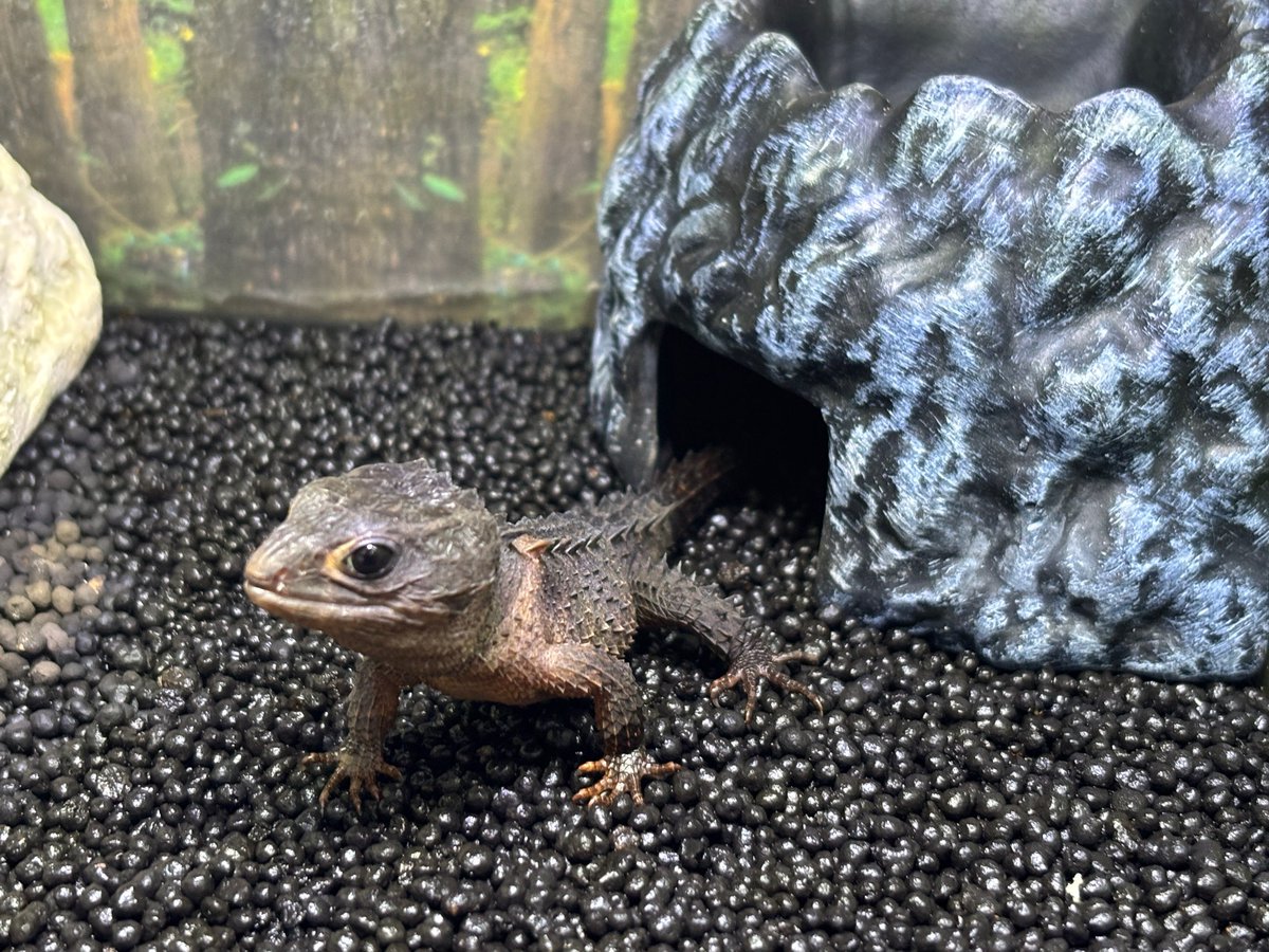 ast_007bbb's tweet photo. アカメましておモトイでとうございます

#アカメカブトトカゲ 
#モトイカブトトカゲ https://t.co/djCRxMr62c