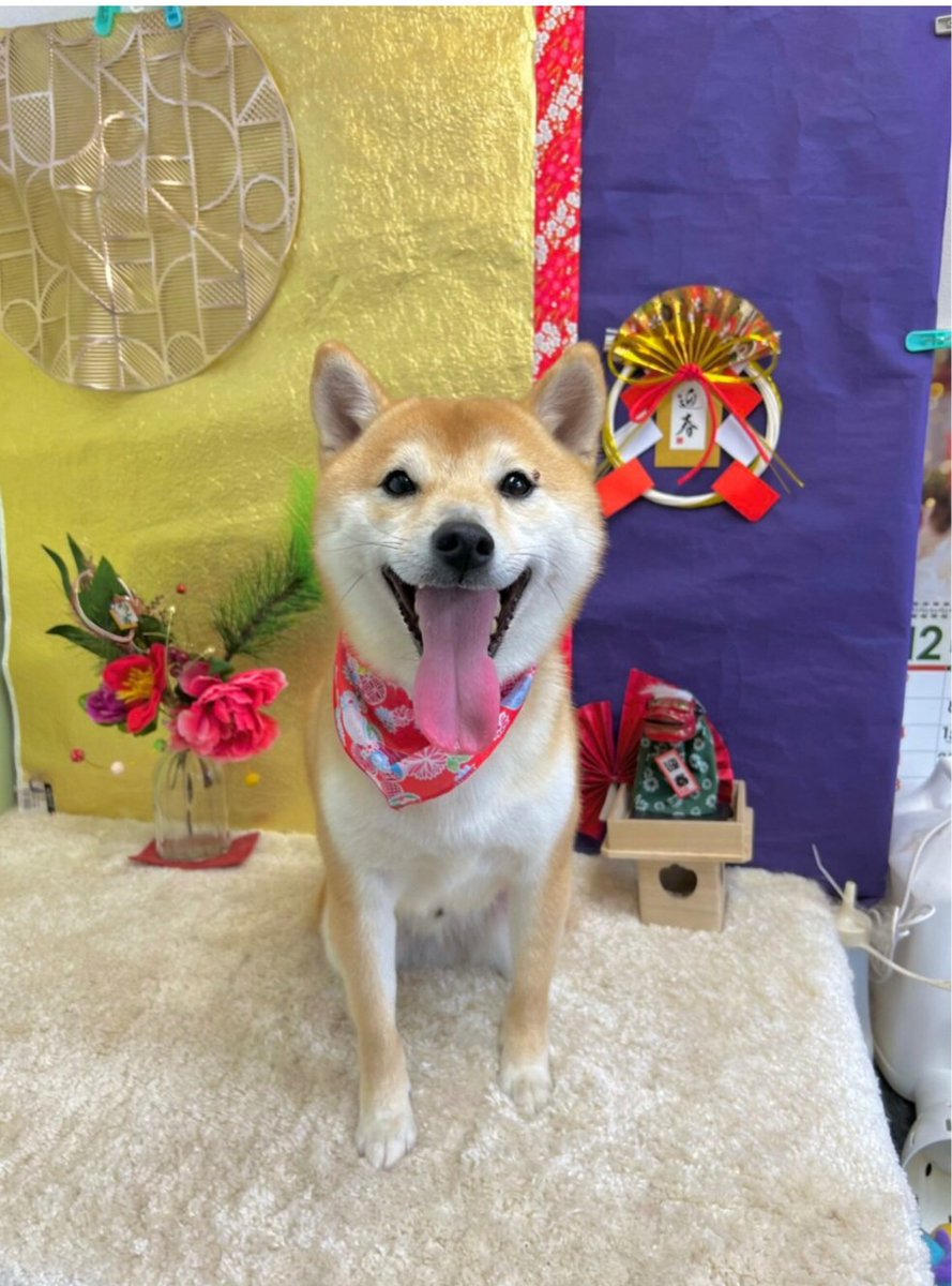 今日のわんこ #柴犬 #柴犬のいる暮らし #犬のいる幸せ #豆柴 #犬のいる