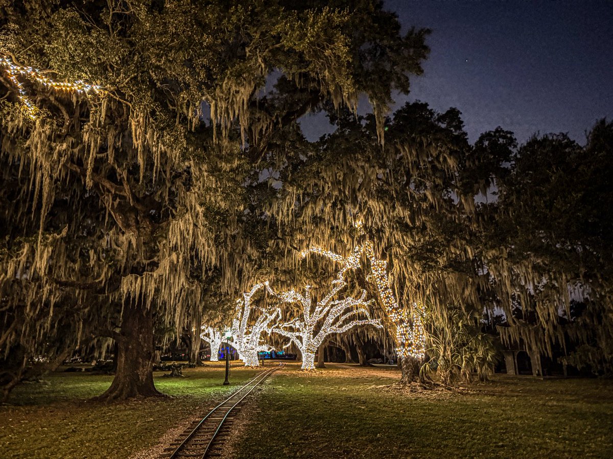 Live oaks after dark, City Park, New Orleans