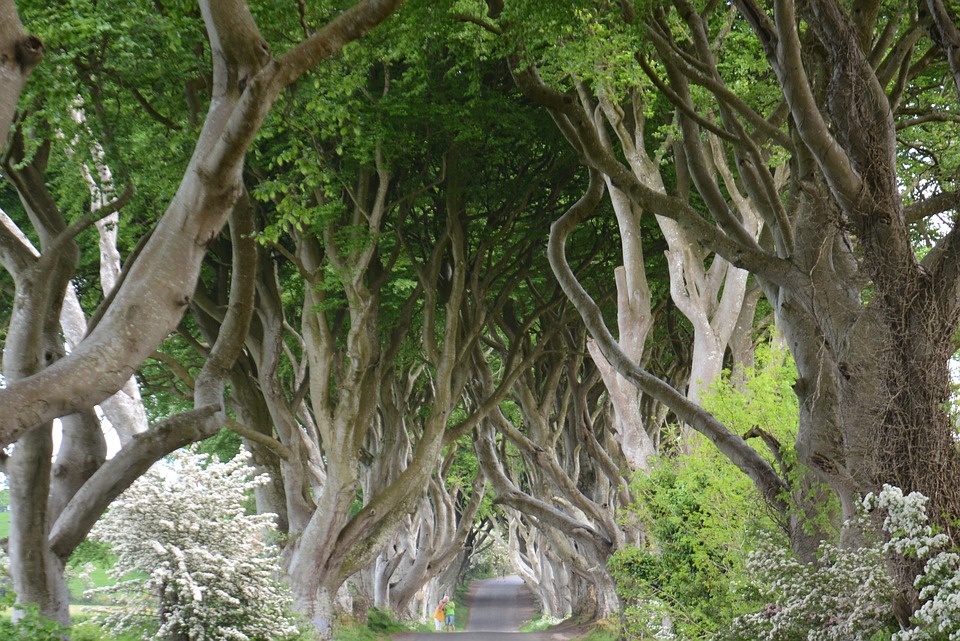 WanderLust1280's tweet image. The Ultimate Dark Hedges in Northern Ireland Visitors Guide

Game of Thrones fans will probably recognize the Dark Hedges. Learn how and when to visit the Dark Hedges in Northern Ireland in my guide.

wanderlustphotosblog.com/2018/07/14/dar…

#DarkHedges #NorthernIreland #VisitNI #TravelGuide