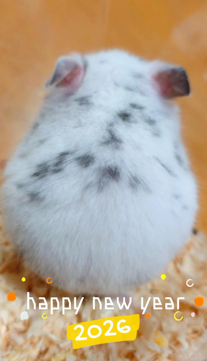 明けましておめでとうございます🎍 2026年も宜しくお願い致します