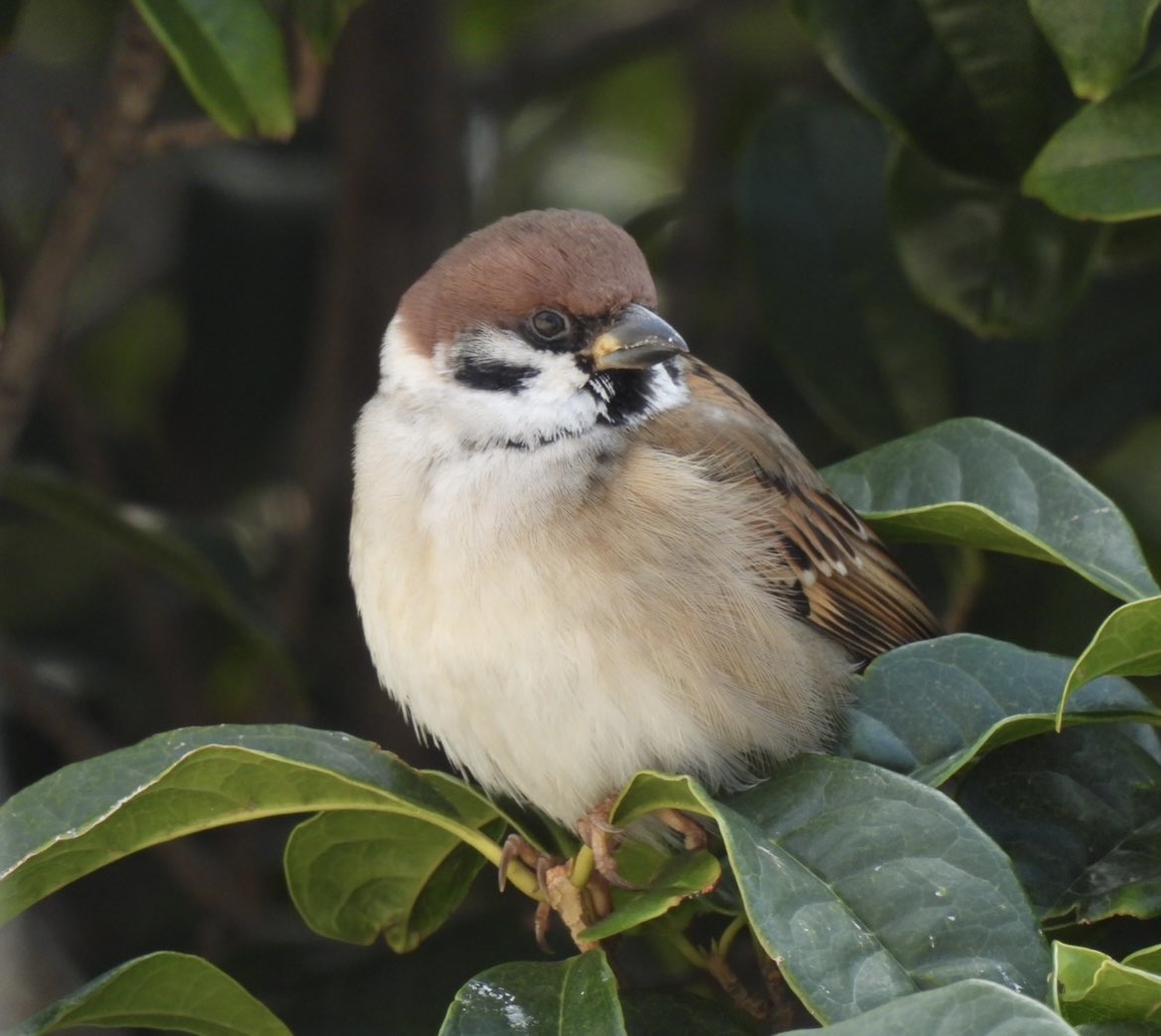 ちゅん太 (@venerechi13) / Posts / X