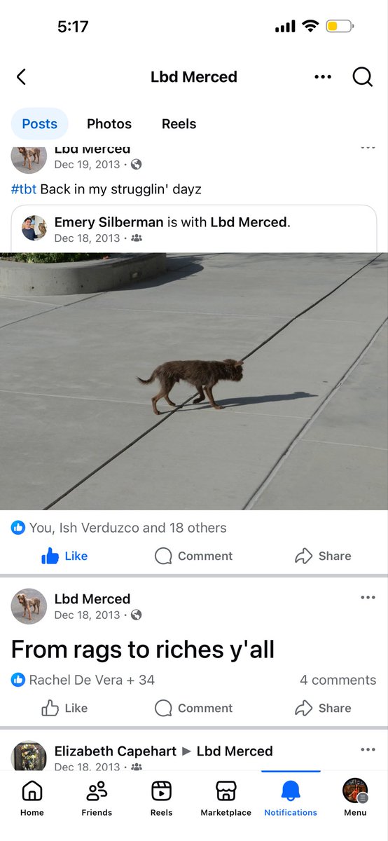 crookedsynapses's tweet photo. One of my favorite times was when in undergrad, someone made a fb page for a stay dog an posted about him pre and post adoption. https://t.co/fgEH0zQwLd