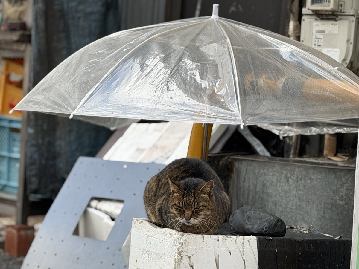 ろっち (@kumax_r) / Posts / X