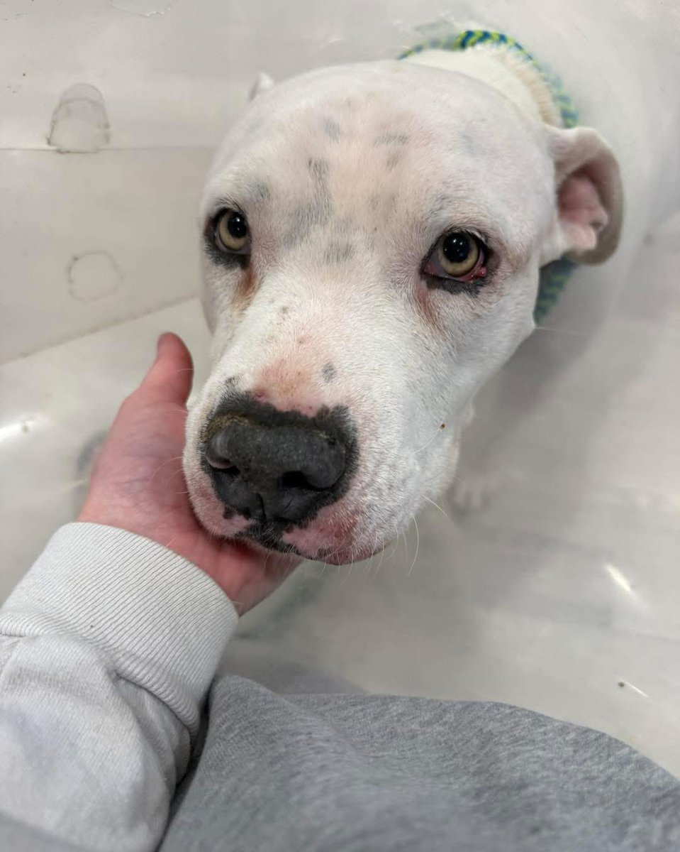 Chancey died. The infection was too much and her body was too tired😭💔Saving Grace Dog Rescue of SA did everything they could to save her and the mass removal surgery had gone well. She was deeply loved by everyone in the 10 days they spent w her. She passed knowing love🌈