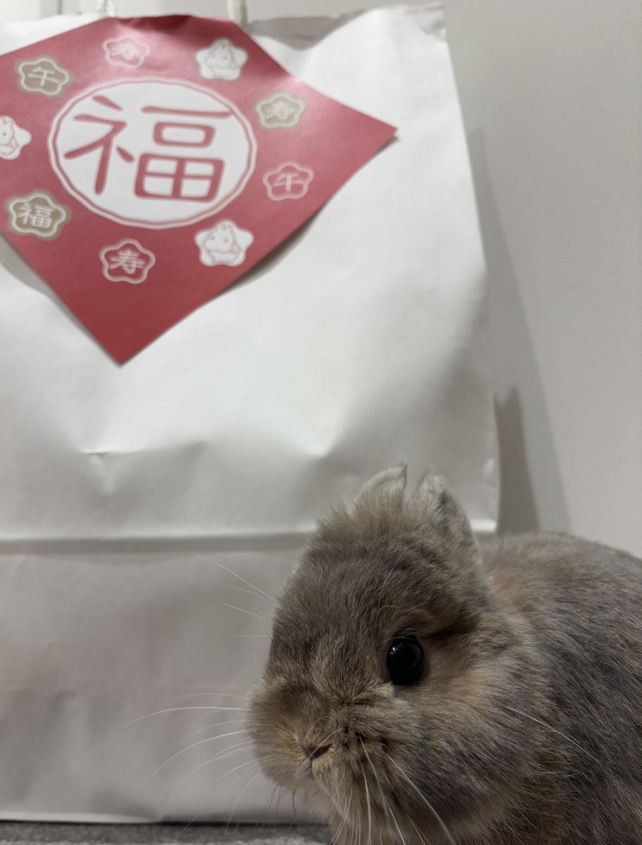 おはようございます☀
本日から福袋販売開始です‼️
数量限定❗️
無くなり次第終了です🙇‍♂️

#うさぎのしっぽ　#うさぎのしっぽビナウォーク店　#うさぎのいる暮らし　#うさぎ好きさんと繋がりたい　#うさぎ専門店　#토끼　#兔子　#rabbit #福袋