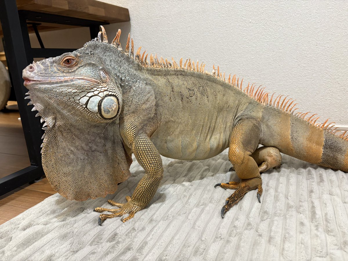 でかいイグアナが家の中を散歩中😂