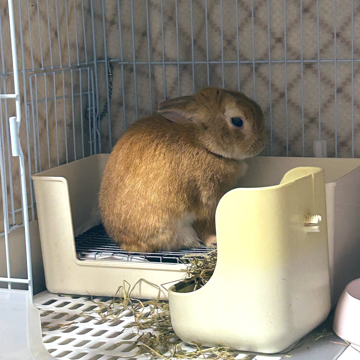 marimo201403's tweet image. 哀愁漂うマカロンのトイレ姿