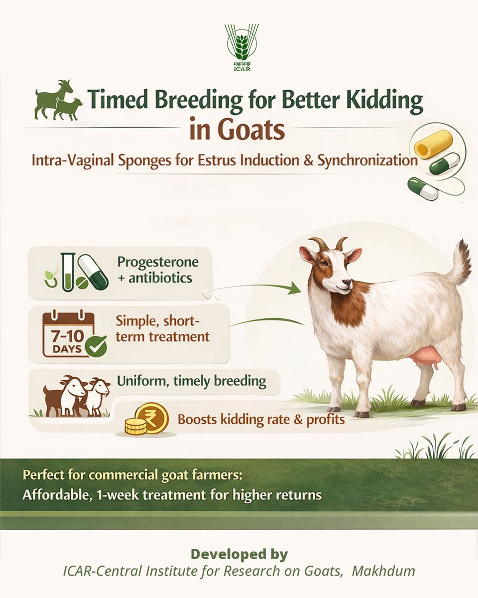 icarindia's tweet image. Intra-vaginal sponge helps induce &amp;amp; synchronize estrus in goats using progesterone. A low-cost 7–10 day method for uniform breeding, higher kidding rates and better productivity for farmers.  

#ICAR #उन्नततकनीकउत्तमखेती

@ChouhanShivraj @PIB_India @AgriGoI
