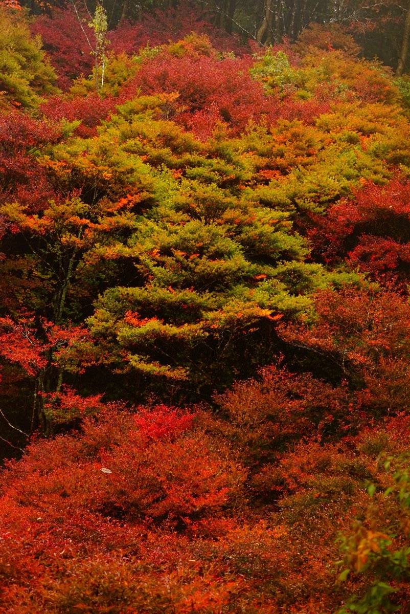 まこと (@yamakoto01) / Posts / X