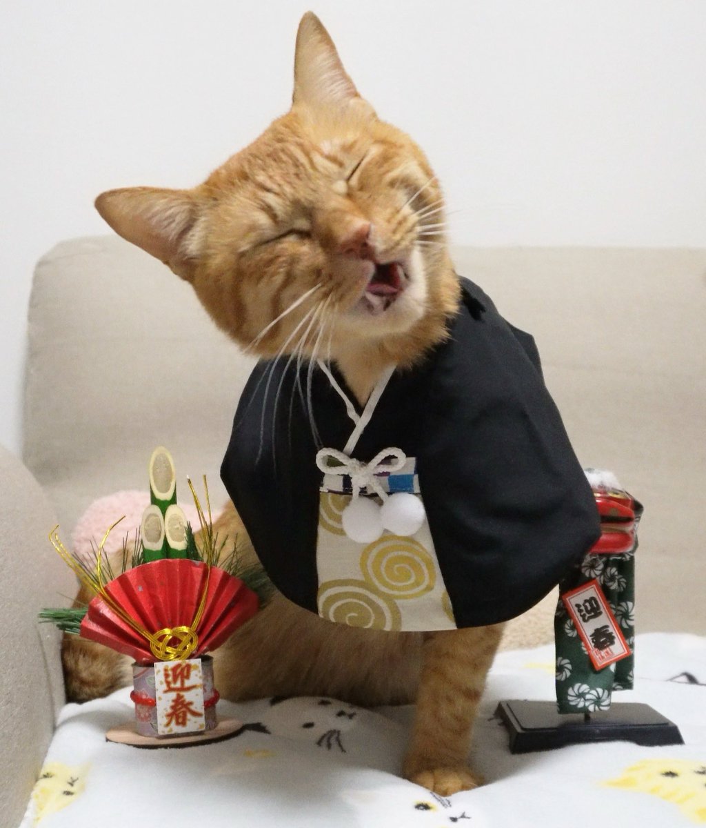 にゃんちゅー (@Nyanchu_1011) / Posts / X