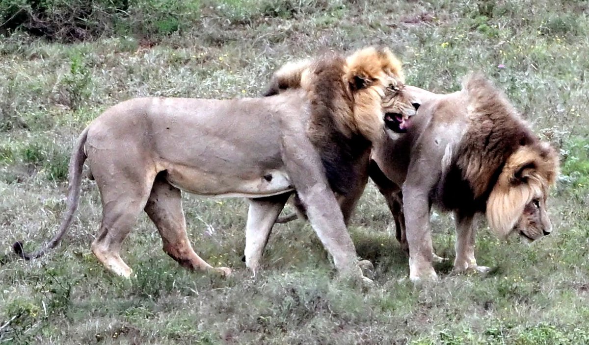 SANParks's tweet image. Anne Laing📍#AddoElephantNationalPark #LiveYourWild #WildBackyard #lion