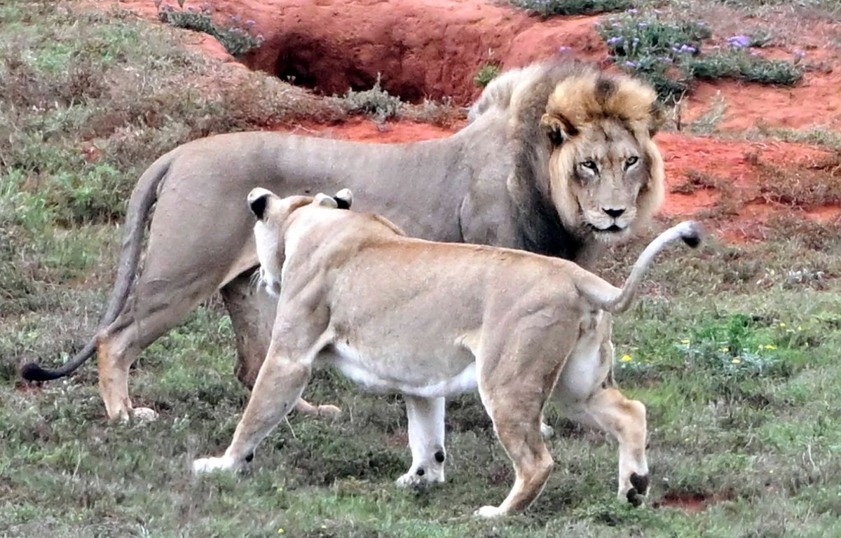 SANParks's tweet image. Anne Laing📍#AddoElephantNationalPark #LiveYourWild #WildBackyard #lion