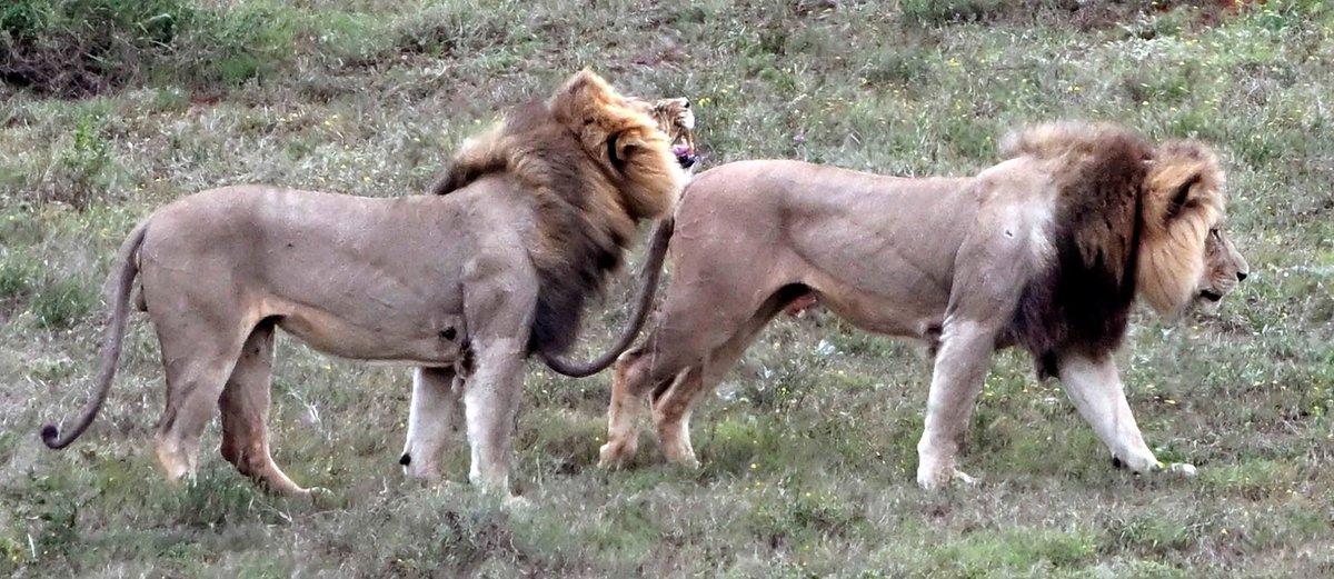 SANParks's tweet image. Anne Laing📍#AddoElephantNationalPark #LiveYourWild #WildBackyard #lion