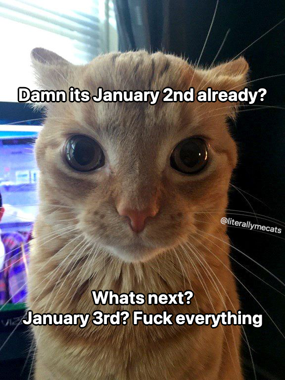 literallymecats's tweet image. 