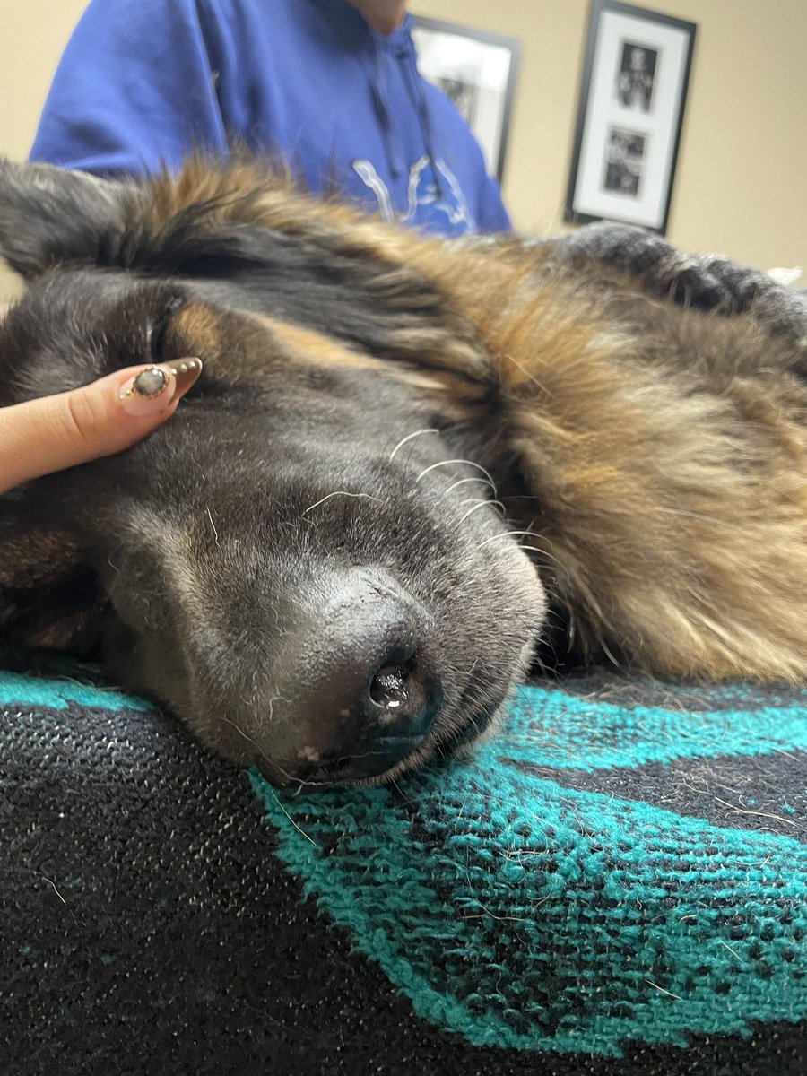 nessonyx's tweet photo. The best 12 years of my life will always be when i was with you. My heart and soul i will miss all the love you gave me. I know the birds will miss you barking at them at 6 in the morning. I will forever look for you in the stars. Rest in peace Roscoe 💗 https://t.co/7KN1CAhK2L