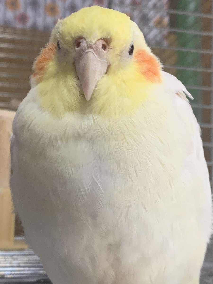 たぬ吉⭐︎ たぬきち (@Tanukichi_mingo) / Posts and Replies / X