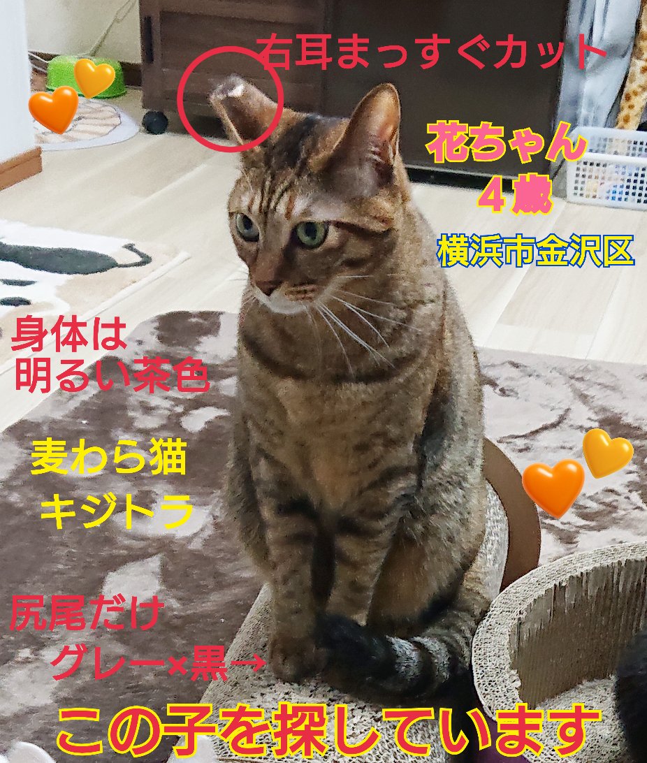 こたつみかん (@MMH8ipq59Csl1TB) / Posts / X