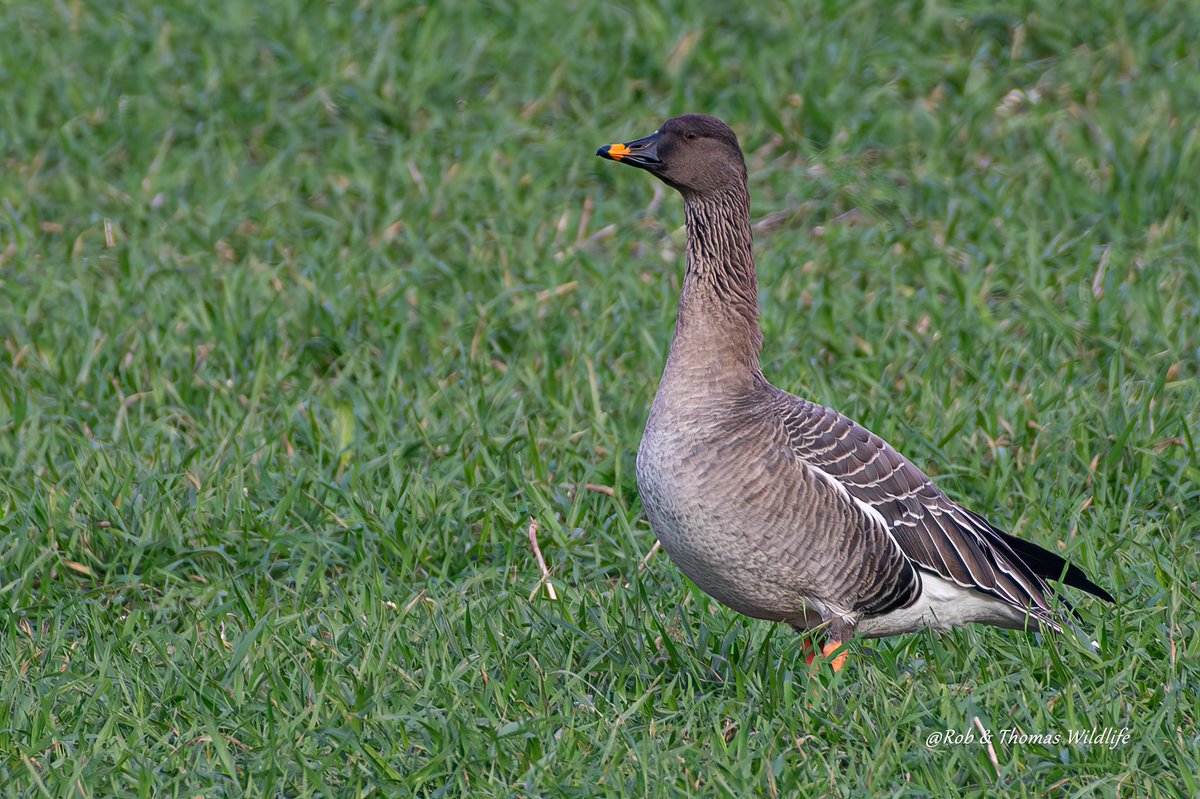 Rob and Thomas wildlife tweet media