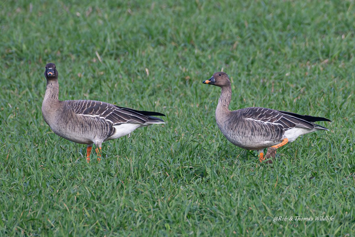 Rob and Thomas wildlife tweet media