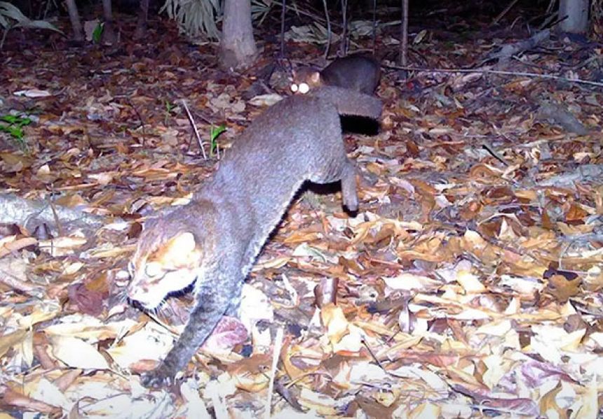 thaigir11's tweet photo. ねぇアンタたち、タイでね、
30年も「絶滅したかもしれない」って言われてたマライヤマネコが、実は生きてたのよ。

タイ国内での公式確認は1995年以来。
この発表が行われたのは、2025年12月26日（野生生物保護の日）。

しかも子ども連れてよ。
繁殖してたのよ。
もうね、よし子ちょっと泣きそうになったわ。

開発、伐採、効率、経済。
人間が「便利」を優先するたびに、
こういう命は真っ先に切り捨てられてきた。

それでも自然は、
「まだ終わってない」って答えを出してきたの。

あたしたち人間も同じ。
今、報われてなくても、
見つかってなくても、
「もう終わり」なんて決めるには早すぎる。

生きてるってこと自体が、最大の猫の恩返し。

アンタはどうよ？今日もちゃんと生きてる？
https://t.co/gcs0gUhRFG