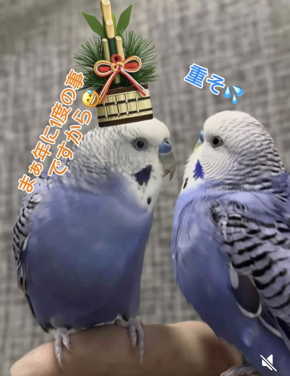 ぴっぴ (@pippi719) / Posts / X