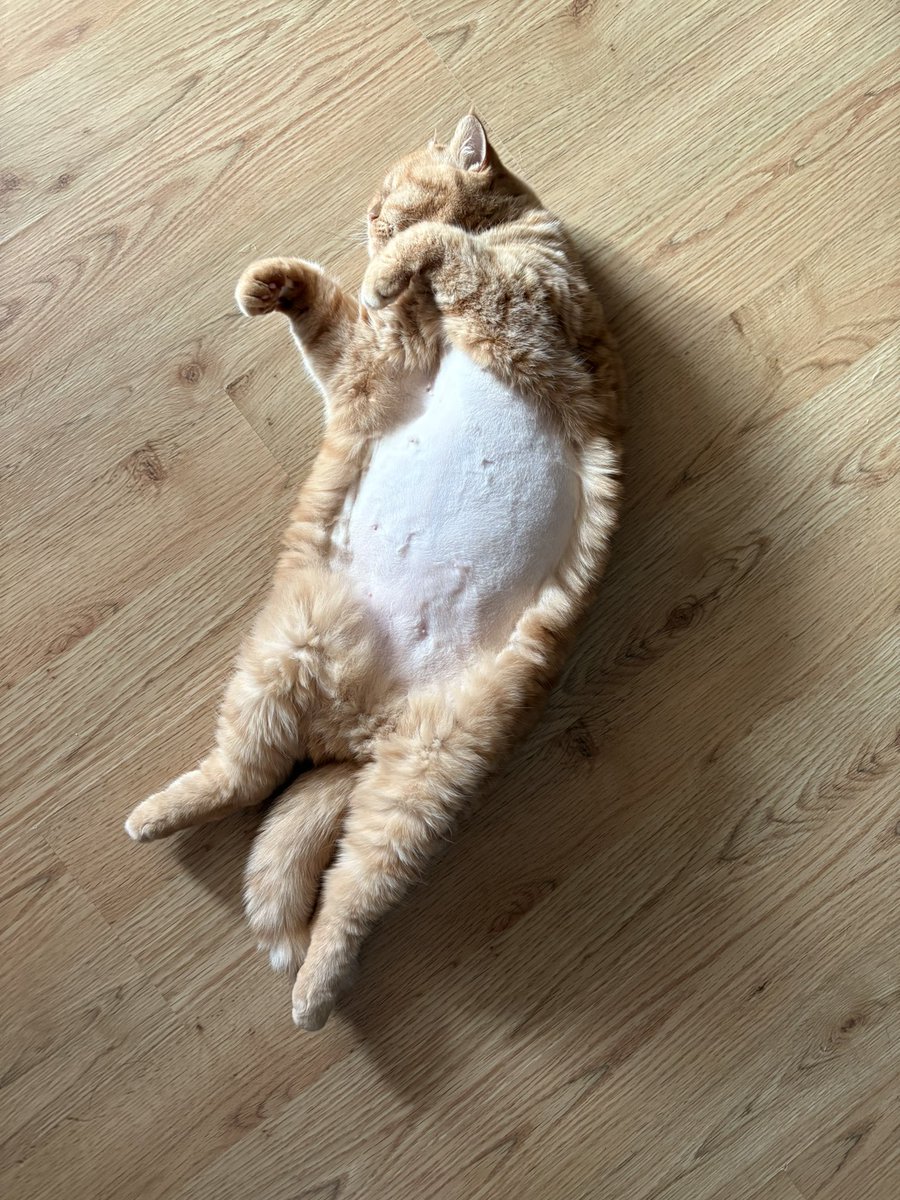 Delphine The Cat (@picalonzo) on Twitter photo 