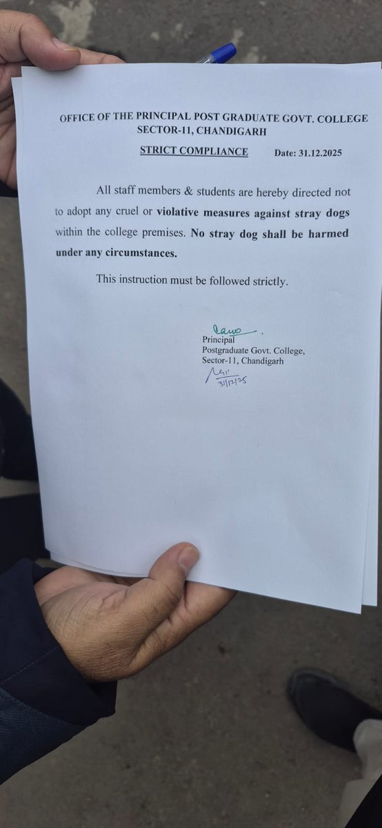 Saviour of Strays tweet media