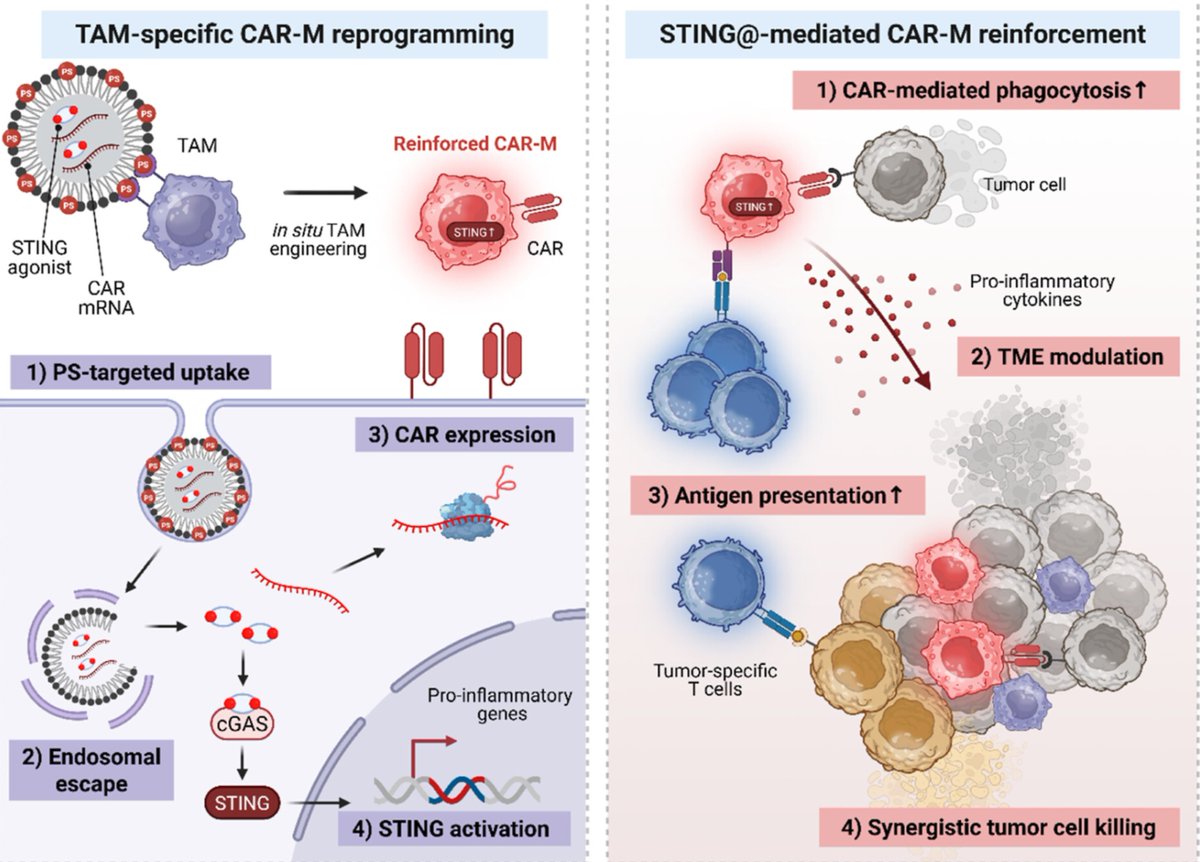 kaistpr's tweet image. KAIST researchers have developed a breakthrough "In Situ CAR-M" therapy! Instead of costly lab cultures, they use LNPs to reprogram immune cells inside the tumor into cancer-fighting CAR-Macrophages. 🚀
🔗 DOI: 10.1021/acsnano.5c09138#KAIST #CancerResearch #Biotech #Immunotherapy