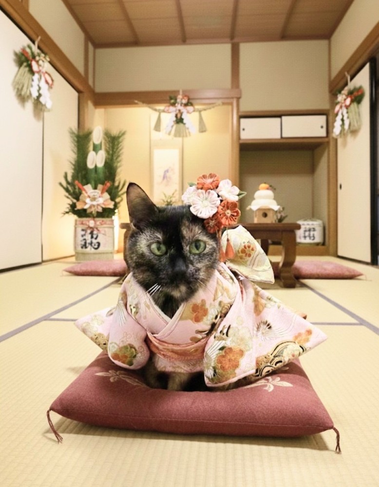 「サビ猫」ポジャギ　けいとたまちゃんです！！！ たまちゃんもAIにおめかししてもらいました #サビ猫 #サビ猫はいいぞ