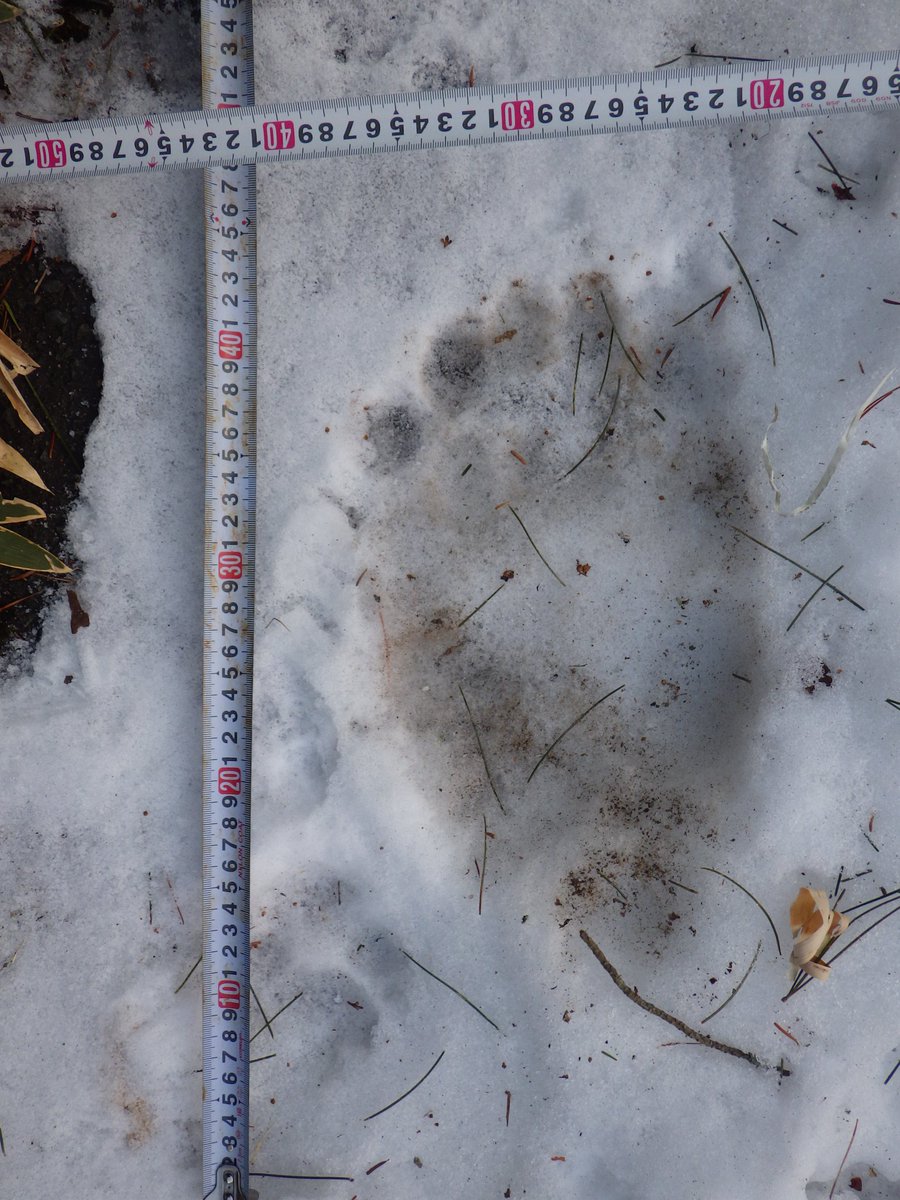 sapporolife2021's tweet image. 厚岸町でOSO18クラスの大型ヒグマの足跡発見⚠️このサイズが冬眠してないのはかなり怖い😨
uhb.jp/news/single.ht…