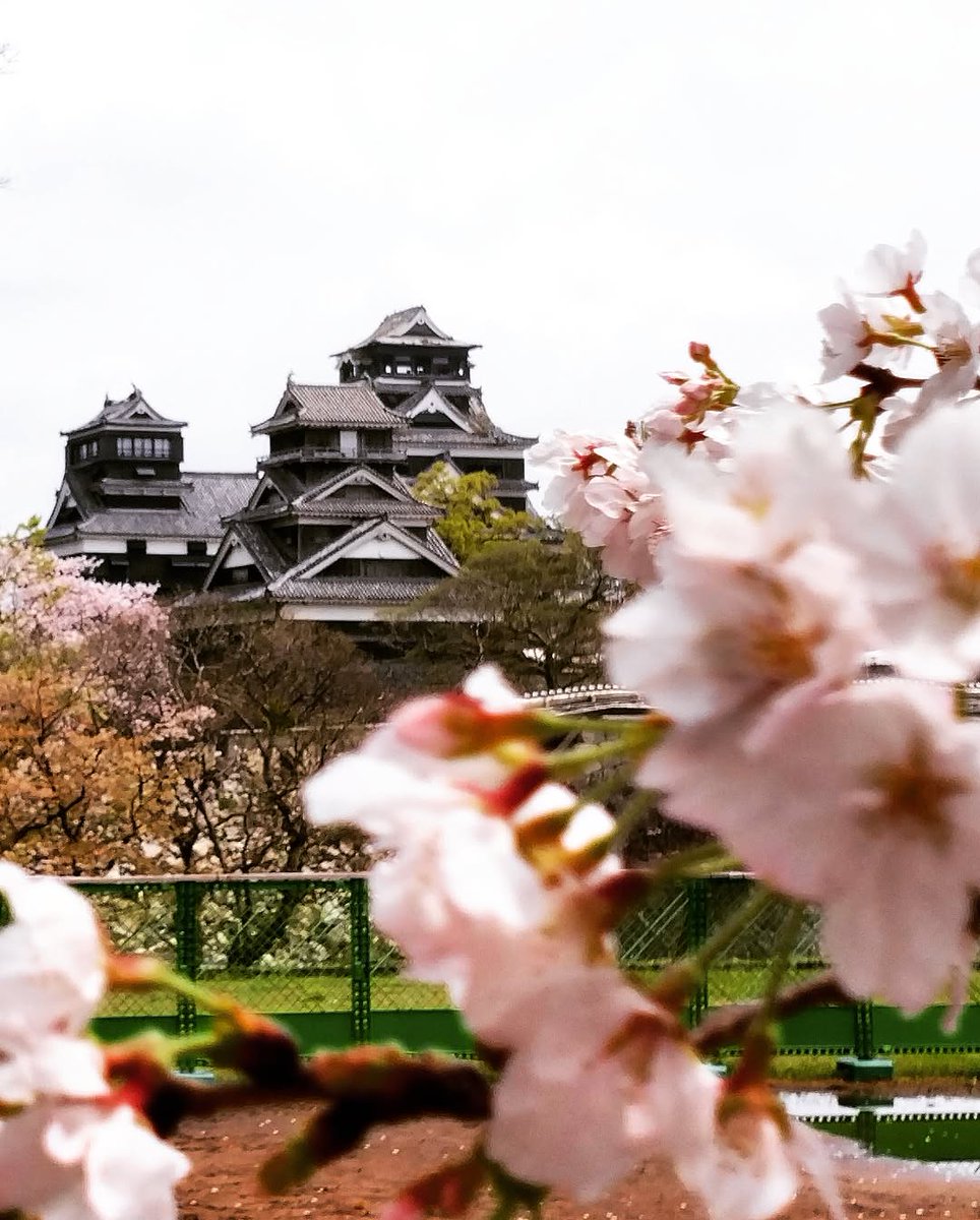 Srinu31775208's tweet photo. 春の訪れと共に、熊本城の美しい桜が咲き誇ります🌸
まるで桜の花が城を守っているかのような美しい景色ですね🏯
熊本城と桜、最高のコラボレーションです✨
ぜひこの素晴らしい春の風景をお楽しみください😊
#熊本城 #桜 #cherryblossom #熊本 #kumamoto #日本 #春の訪れ #熊本おもてなし武将隊 #文楽 https://t.co/9LHKgX6o82