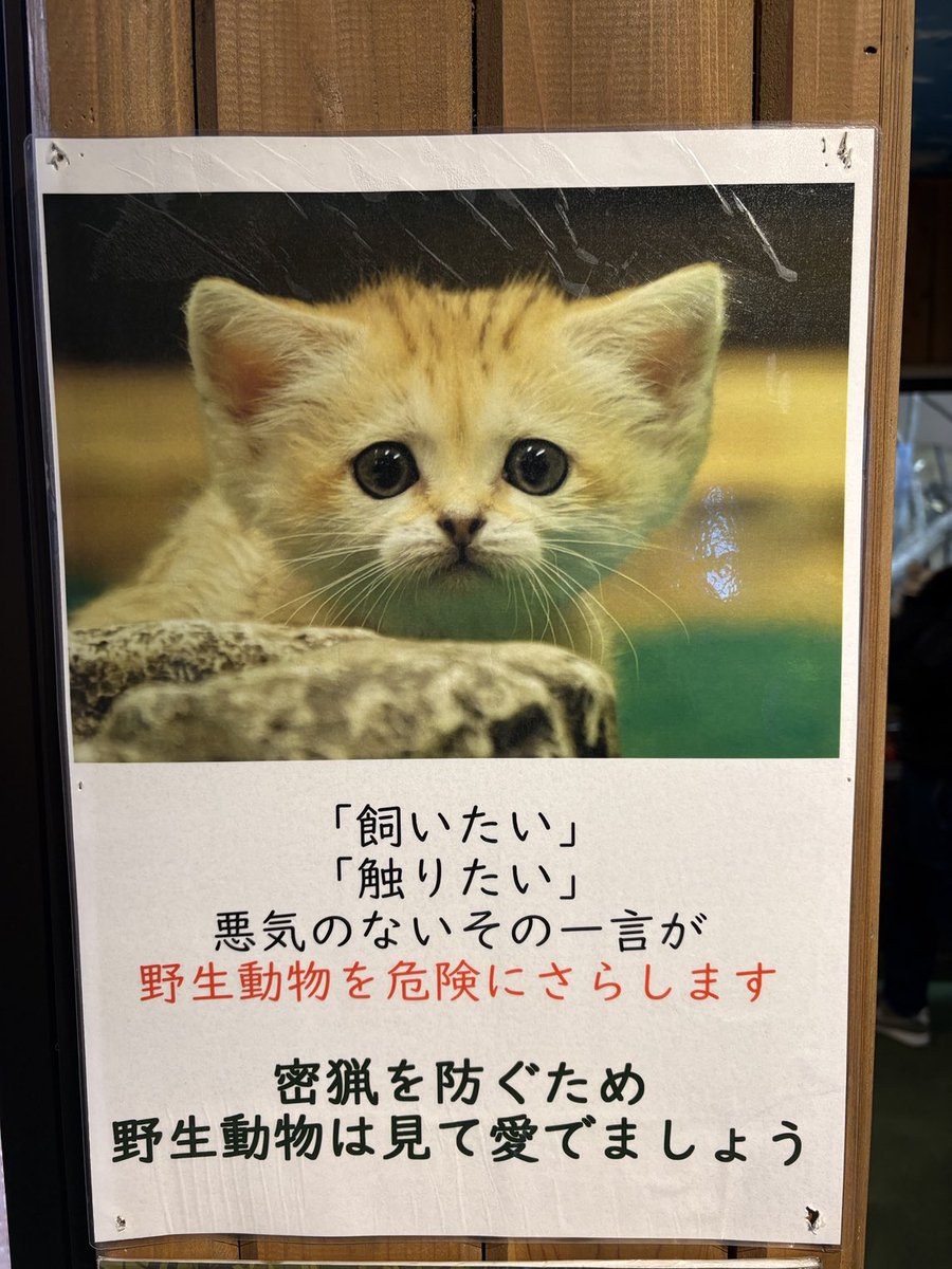 保全の森の入り口で「飼いたい！飼いたい！」騒ぐ人に限って大部屋前のこの掲示をスルーするジレンマ。

#スナネコはペットじゃない
#那須どうぶつ王国