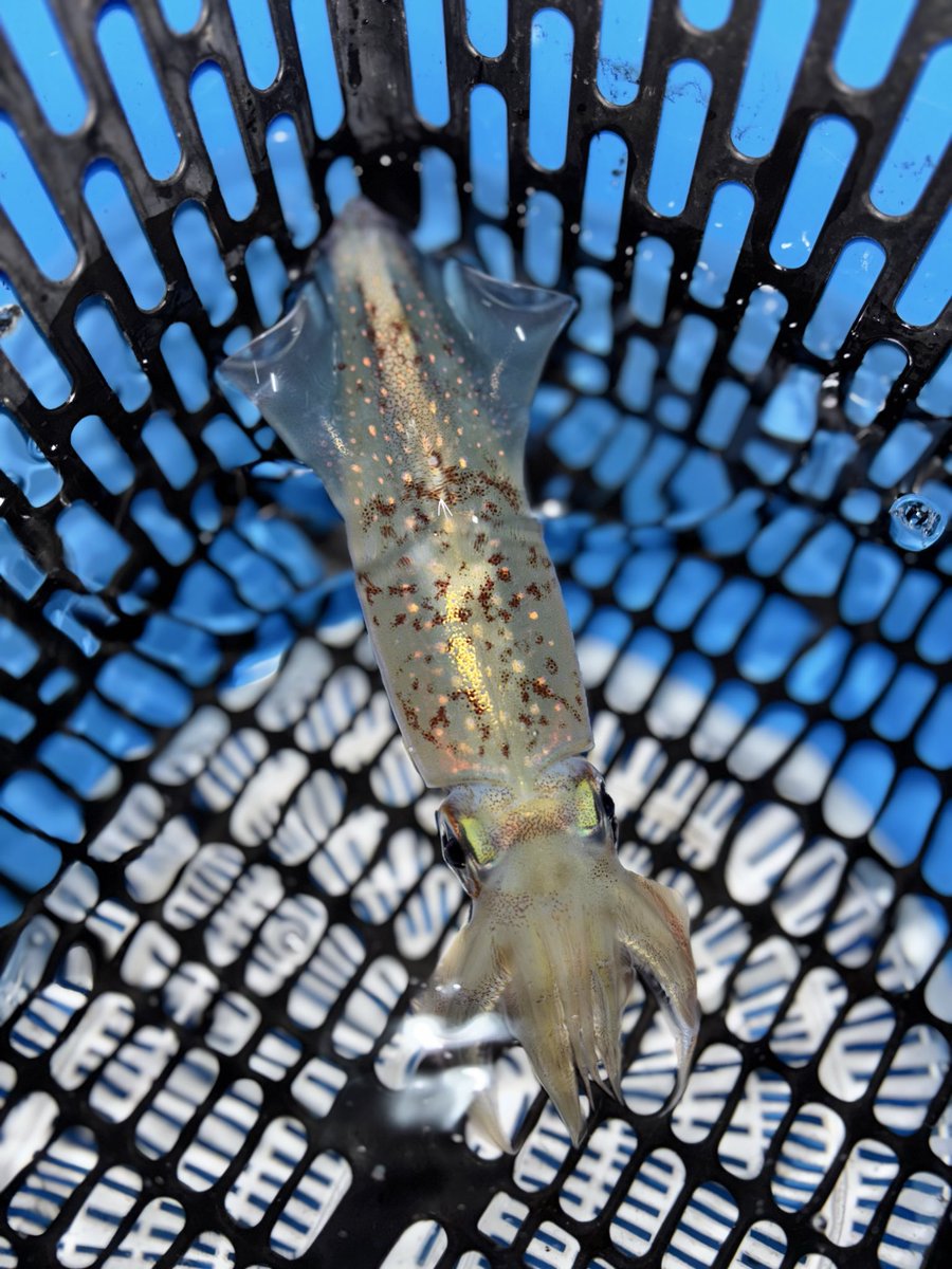toco_FISHING's tweet photo. 🎍明けましておめでとうございます🎍
新年最初の愛love fish‼︎は沼津市江梨港の釣船『真正丸』さんに乗り込みマルイカとヤリイカを狙います。同船させていただいたニイム師匠にゼロテン釣りを教わるなど勉強になる釣行となりましたよー♪
#愛lovefish https://t.co/gHAklJN2uV