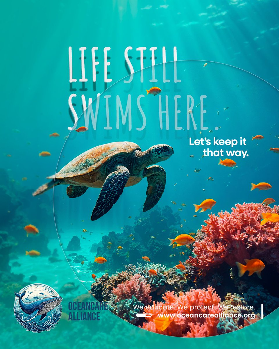 oceancareallnc's tweet photo. 🐢 Life still swims here.
Beneath the surface lies a fragile, vibrant world worth protecting.
Through education and action, we help oceans thrive — not just survive. 💙
We educate. We protect. We restore.
#marinelife #protectwhatmatters #healthyoceans #oceanconservation https://t.co/ur3FPZXxLU