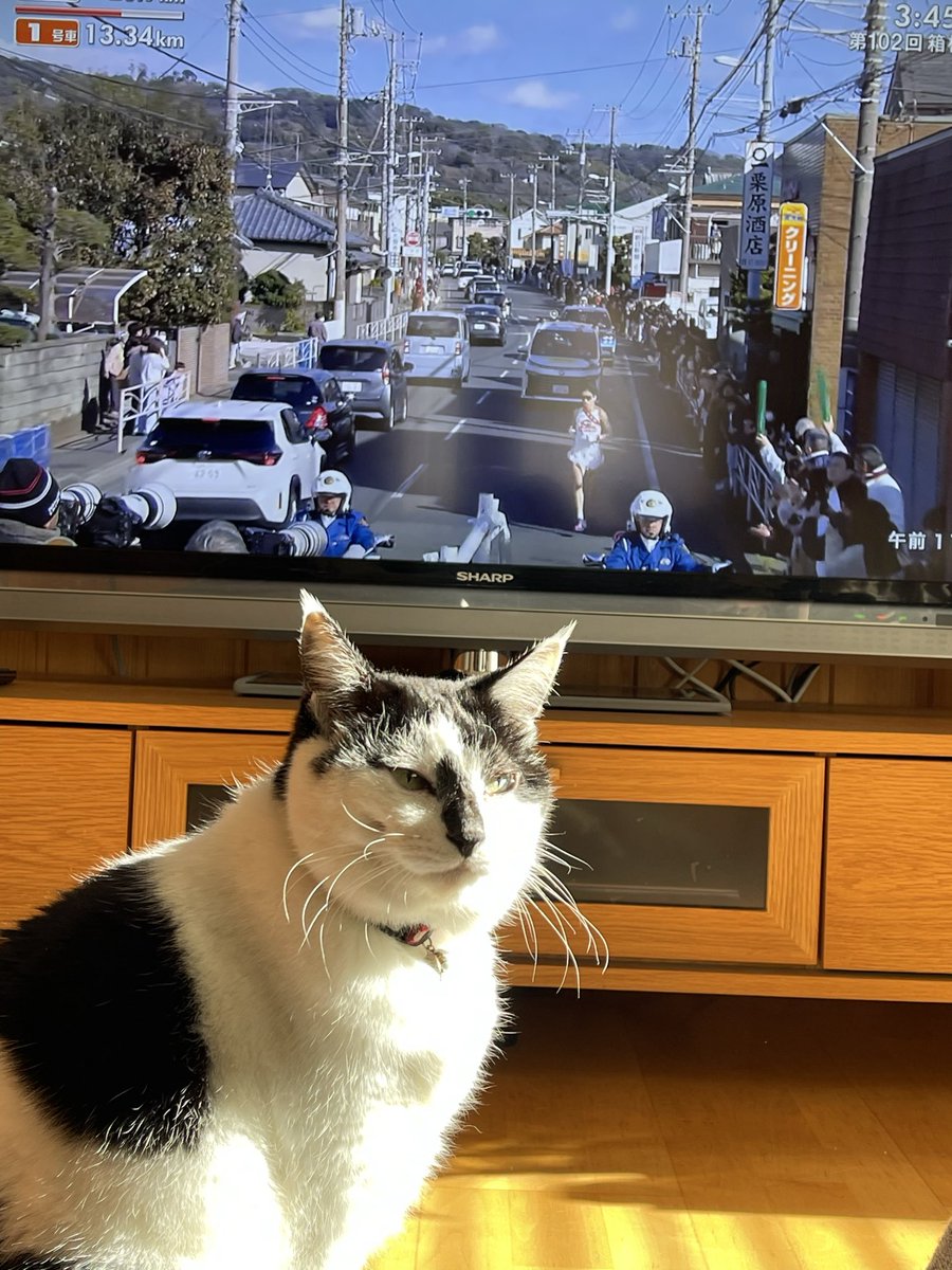 にゃんばってるにゃー