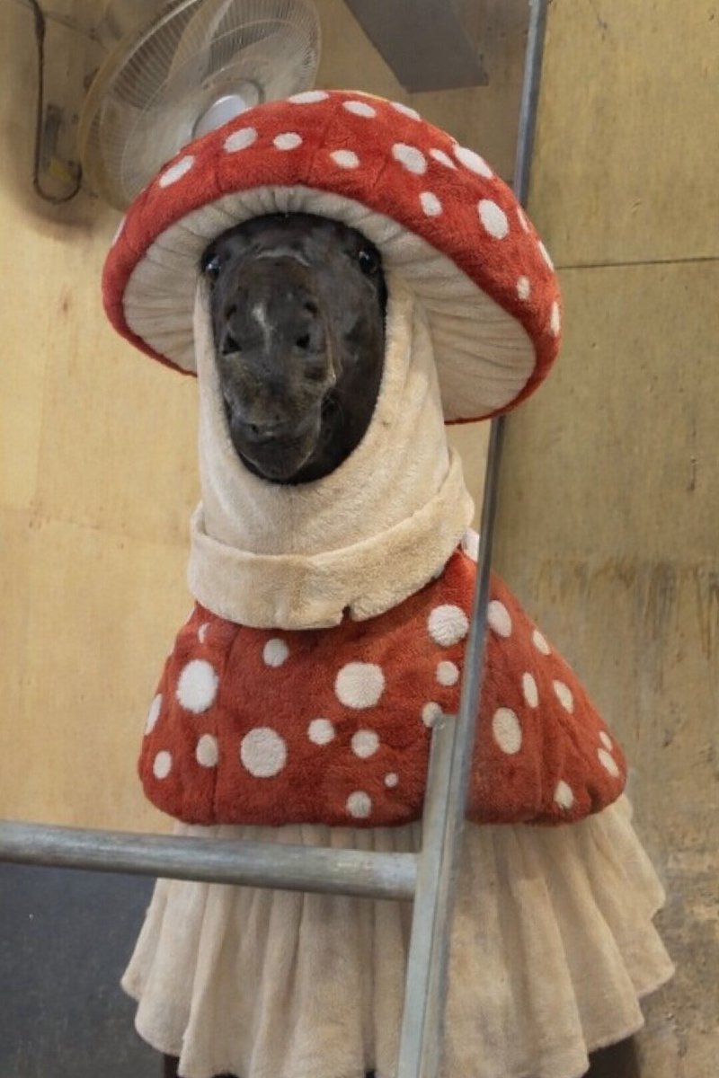 FairyMirror0424's tweet image. キノコ着せたら可愛くなるって聞いたはずなんだけどな…🍄