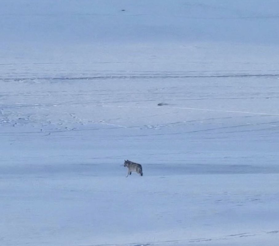 Күэ мөн сайхан амьтаан…