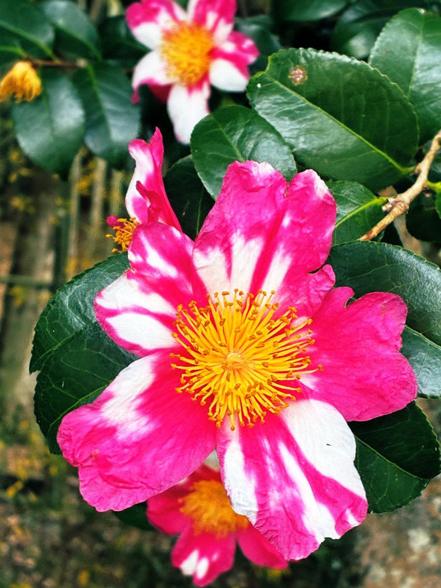 椿の花言葉 赤い椿は「気取らない優美さ」 白い椿は「完全なる美しさ