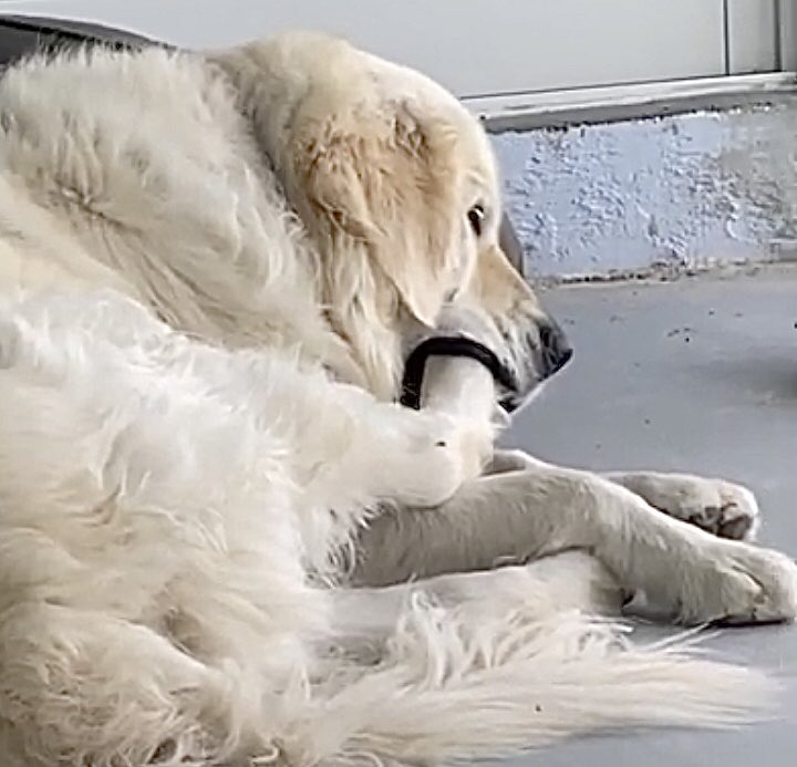 🎈Deean Brooks🥥💟🥑🧡🥕💛 tweet media