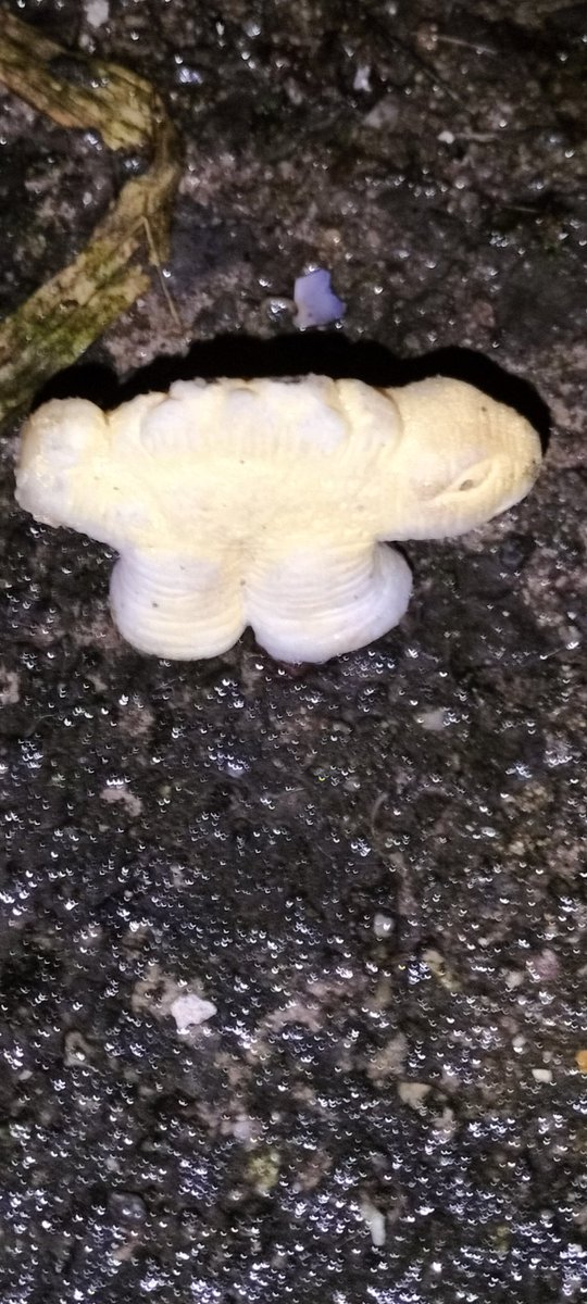 Spicefagg's tweet image. Found a tiny lizard bath bomb outside on the ground inside my locked back yard and I've no idea how it got there

It's intact, unwrapped, in a spot it seems to have been Placed In

It was too far from the area to have been thrown without breaking like wtf??