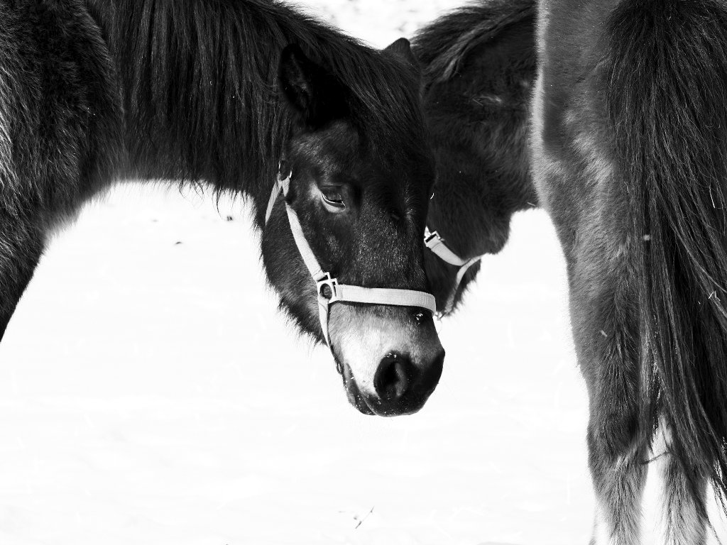 「午年故に」
(for UNKNOWN ASIA 2019)