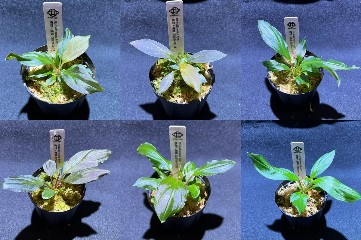 亜種 (@ash06_plants) / Posts / X