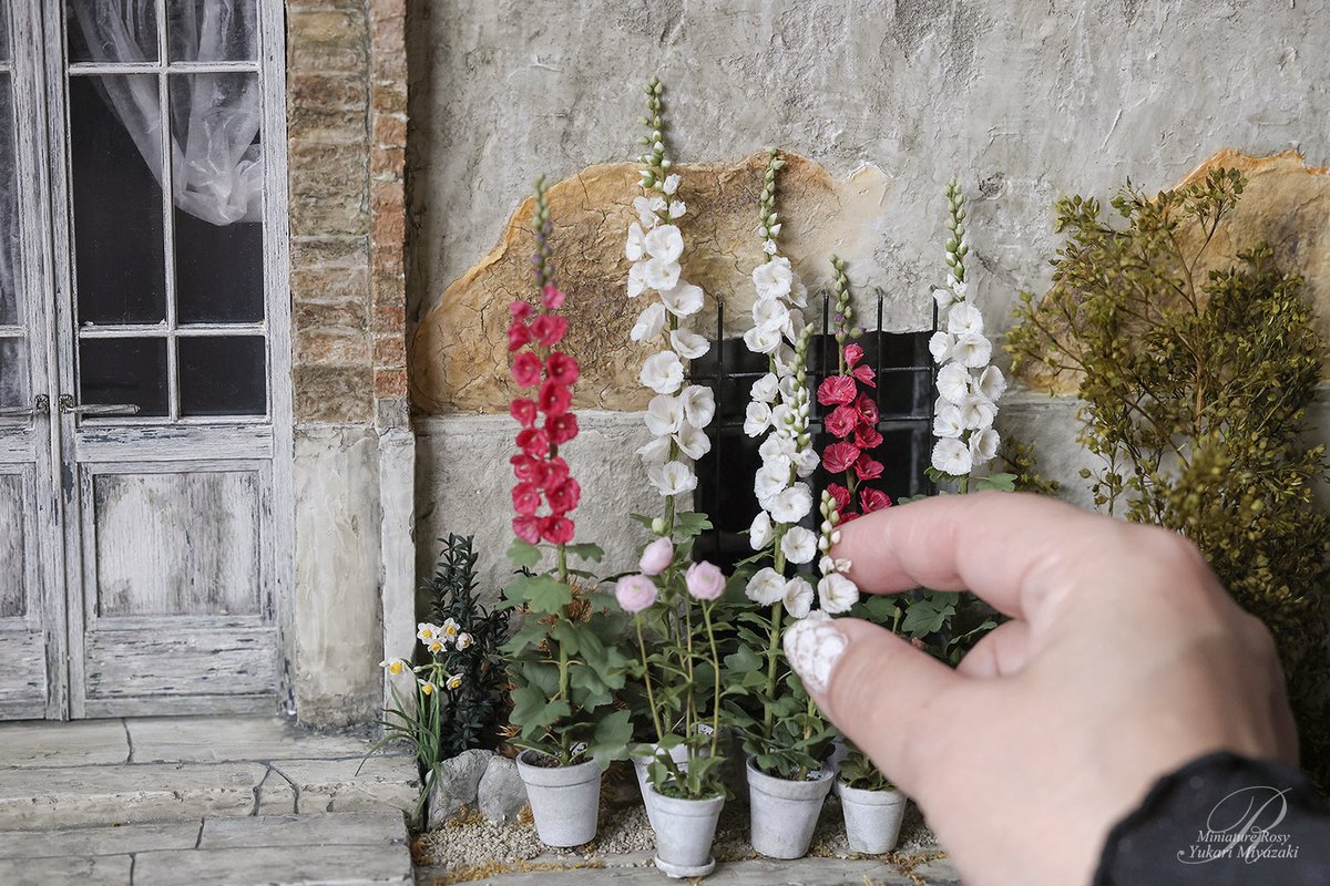 あけましておめでとうございます
今年もよろしくお願いします

今年最初のお花はタチアオイ
季節外れだけれど
紅白でお正月感が出た気がして嬉しい❣️