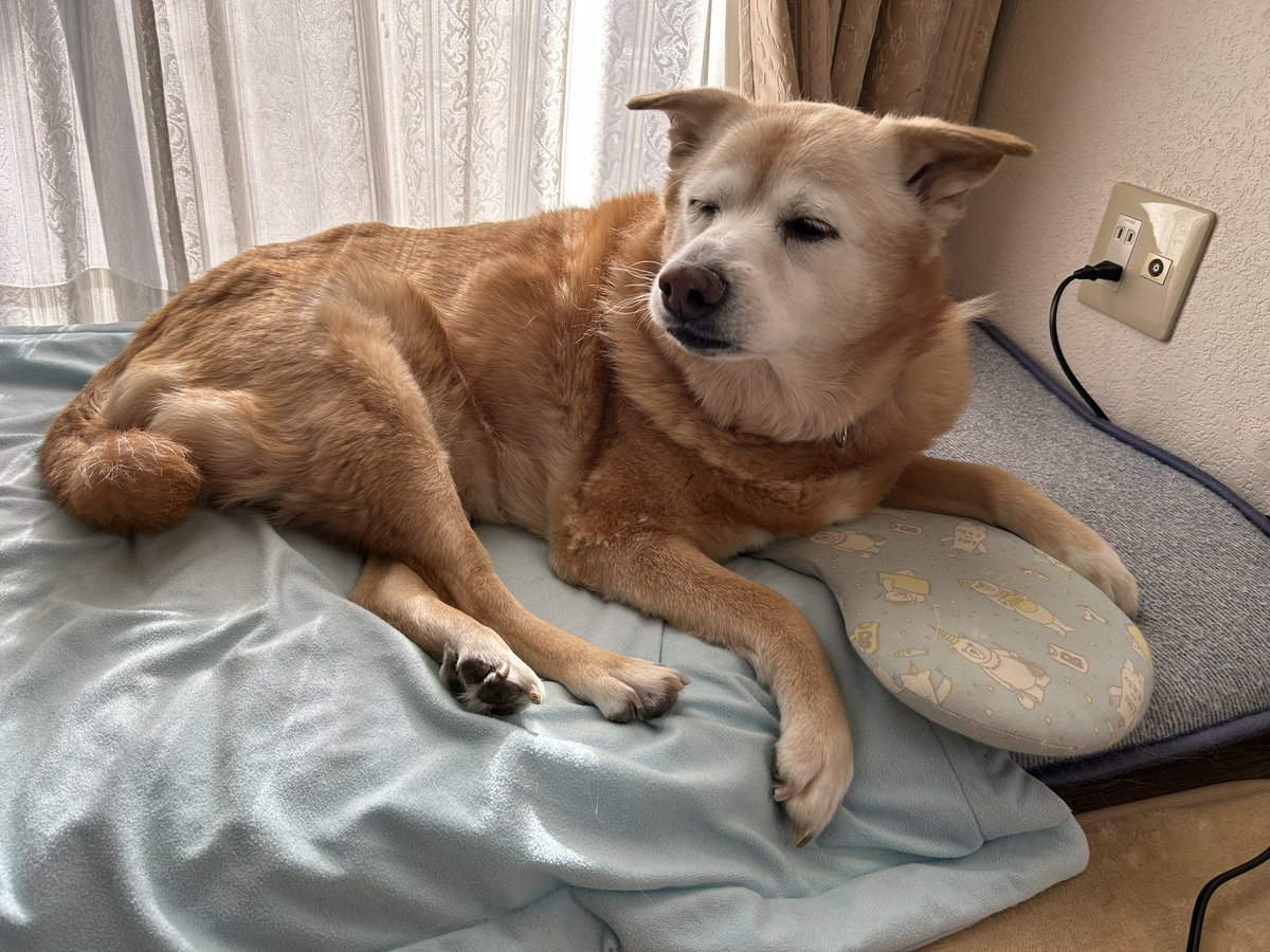 お正月の眠イーヌ
