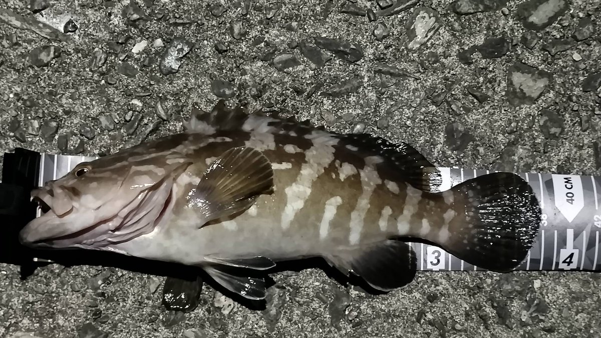 息子と今年初夜釣り
アオリは釣れなかったけどコレは良き🤣