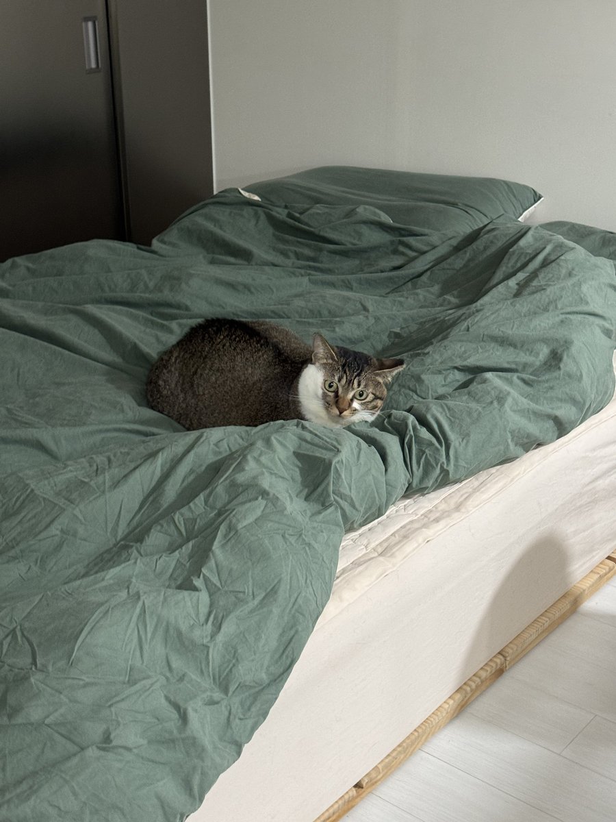 이제 임보언니 없어도 당당하게 침대에 누워서 쉬는 대담이입니다 ㅎㅎ

대담이가족 찾아요(임보중)🍀
🏡입양신청서 링크 👇⬇️ 부탁합니다.
naver.me/5OQuE8os
#집사구함 #성묘구함 #가족찾는_대담