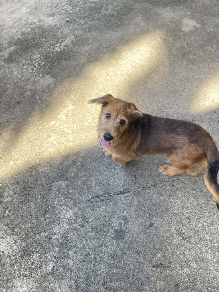 ospyn's tweet image. ตามหาเจ้าของ 🐶⭐️❗️

หลุดมาช่วงปีใหม่ ตอนจุดพลุ 
พิกัดน้อง หมู่บ้านรัตนโกสินทร์ 200ปี 
(ร้งสิต)

#ตามหาเจ้าของหมา #หมาหาย